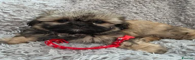 Shih Tzu Puppy 3
