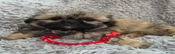 Shih Tzu dogs for sale: Stunning Shih Tzu puppies  in Broseley - Advert 9