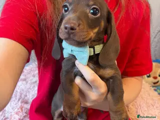 Miniature Dachshund dogs KC Miniature dachshunds LAST CHOC BOY LEFT - Advert 13