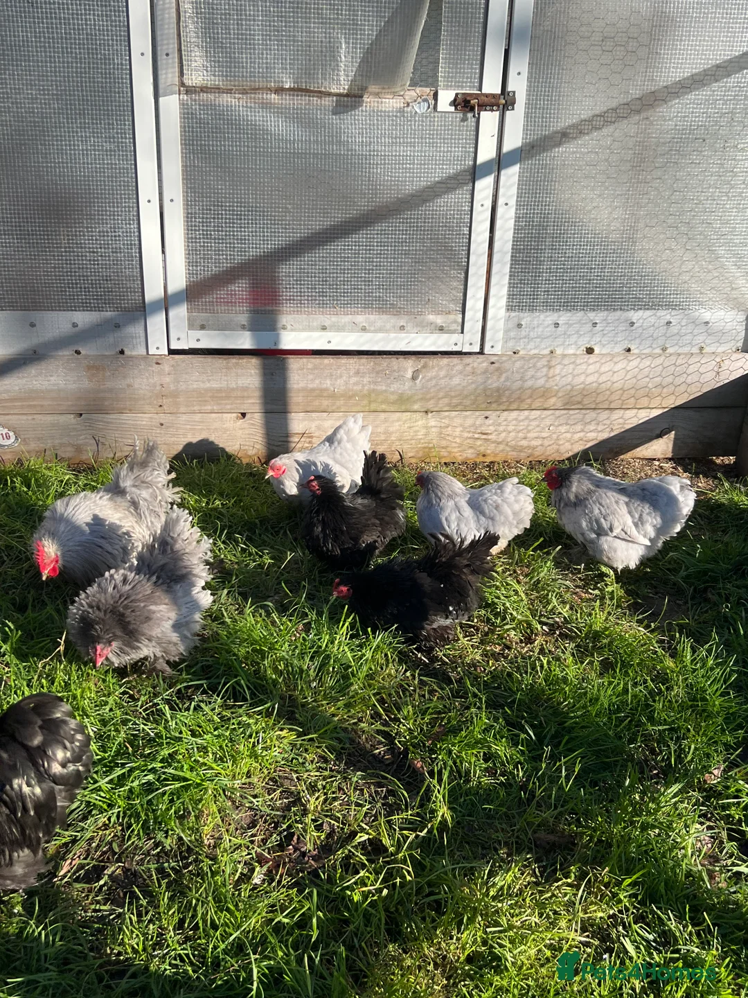 Chickens poultry for sale: Smooth and frizzle lavender and black pekins - Advert 2