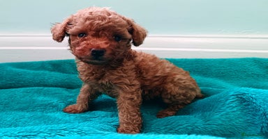 Toy Poodle dogs - Advert 10