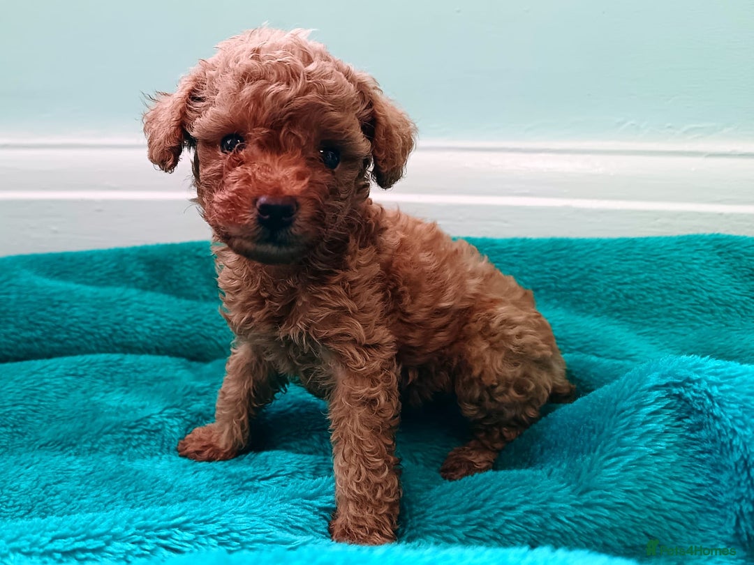 Toy Poodle dogs for sale: toy poodles from k.c.registered DNA tested parents - Image 2