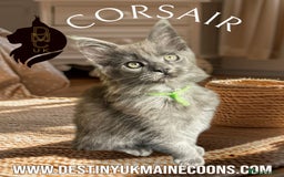 Maine Coon cats for sale: Full Pedigree Maine Coon Kittens - Image 4