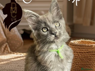 Maine Coon cats - Advert 14