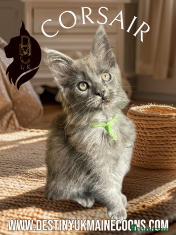 Maine Coon cats - Advert 16