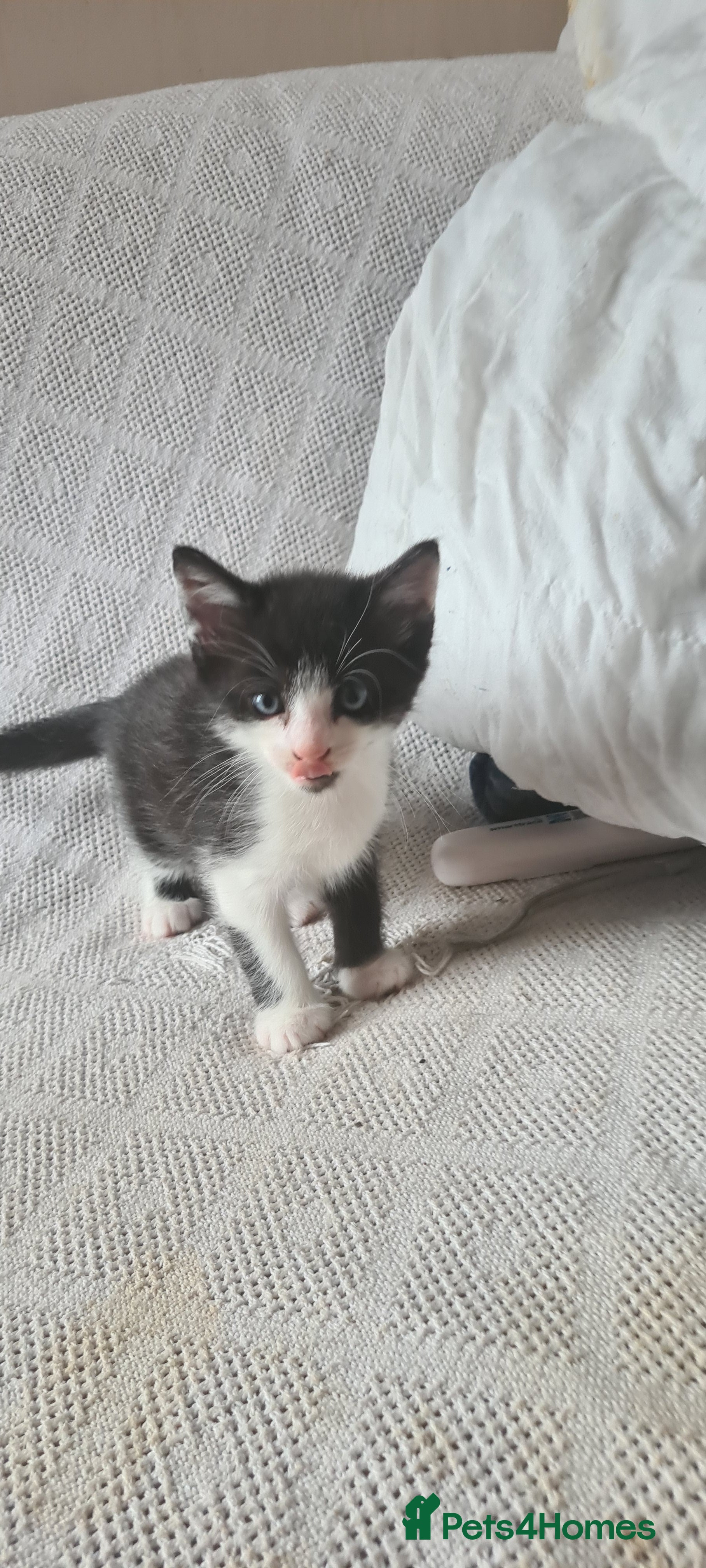 Mixed Breed cats 3 Beautiful little kittens - Advert 18