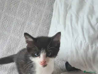 Mixed Breed cats 3 Beautiful little kittens - Advert 18