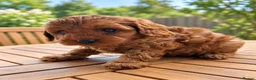 Toy Poodle dogs for sale: Fantastic Toy poodle puppies Available  in Nottingham - Advert 12