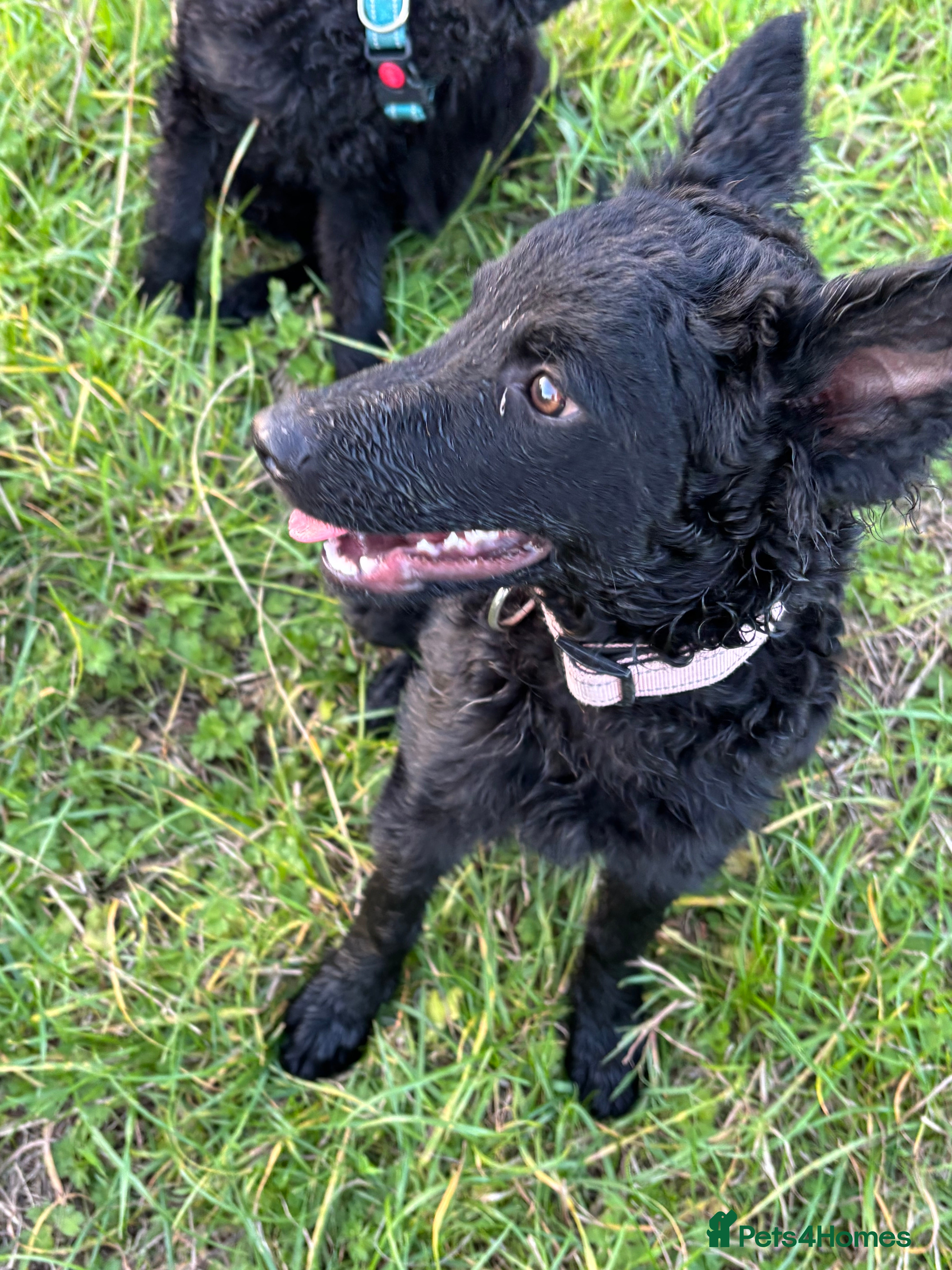 Mudi dogs KC registered Hungarian Mudi puppies  - Advert 2