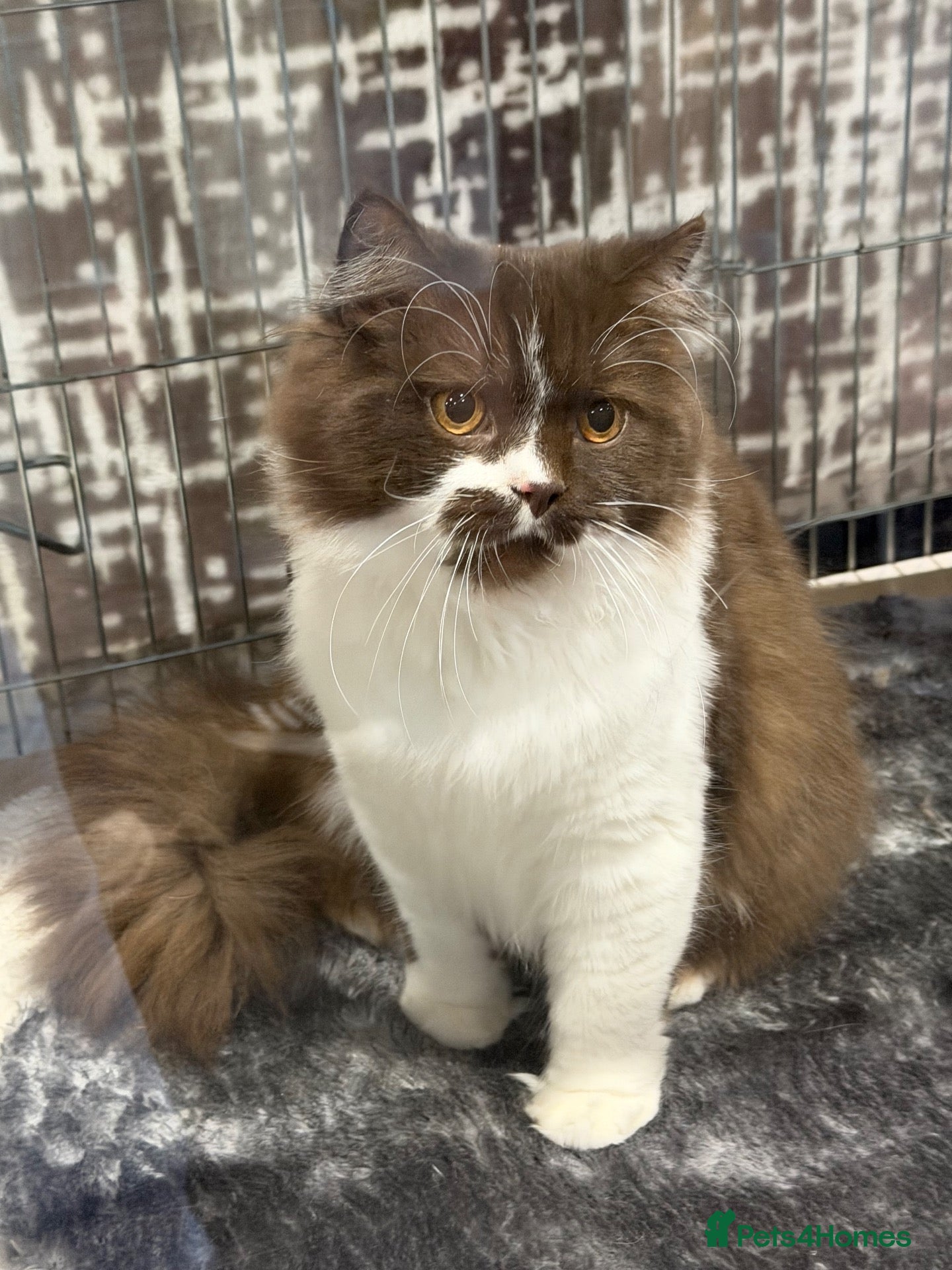 British Longhair cats Champion line Chocolate/white boy - Advert 5