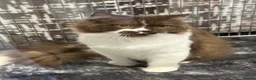 British Longhair cats for sale: Champion line Chocolate/white boy - Advert 2