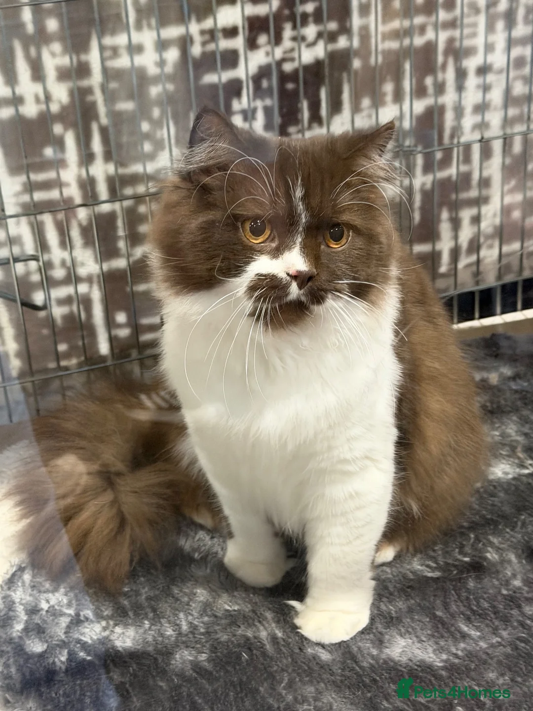 British Longhair cats for sale: Champion line Chocolate/white boy - Advert 2