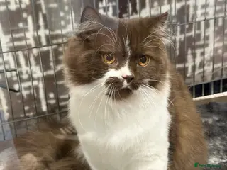 British Longhair cats Champion line Chocolate/white boy - Advert 5