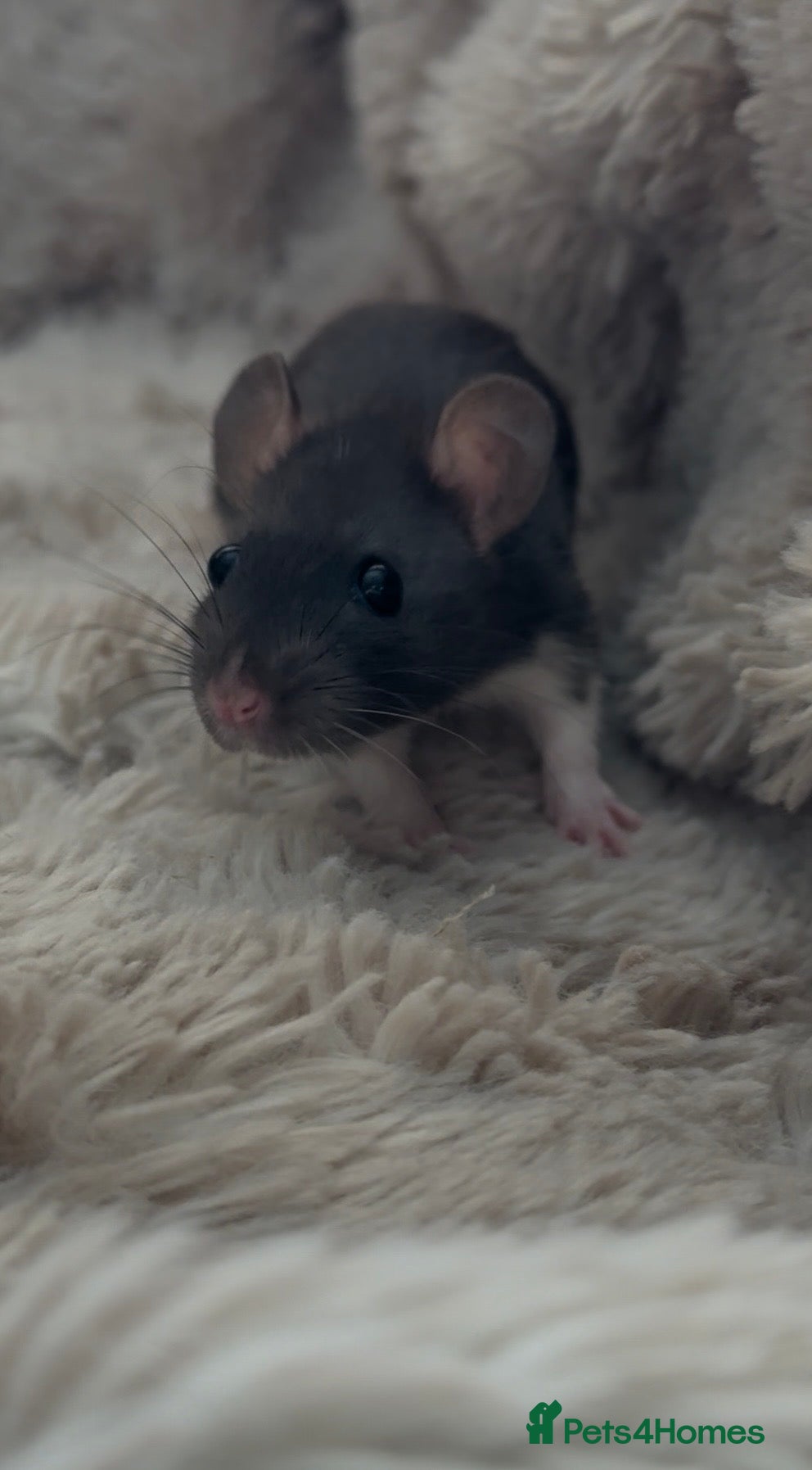 Rat rodents 🐀 Beautiful Rat kitts 🐁 *Available Now* - Advert 2