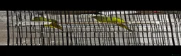 Ringnecks birds for sale: 2 Ringneck parrots 🦜  in Bristol - Advert 2