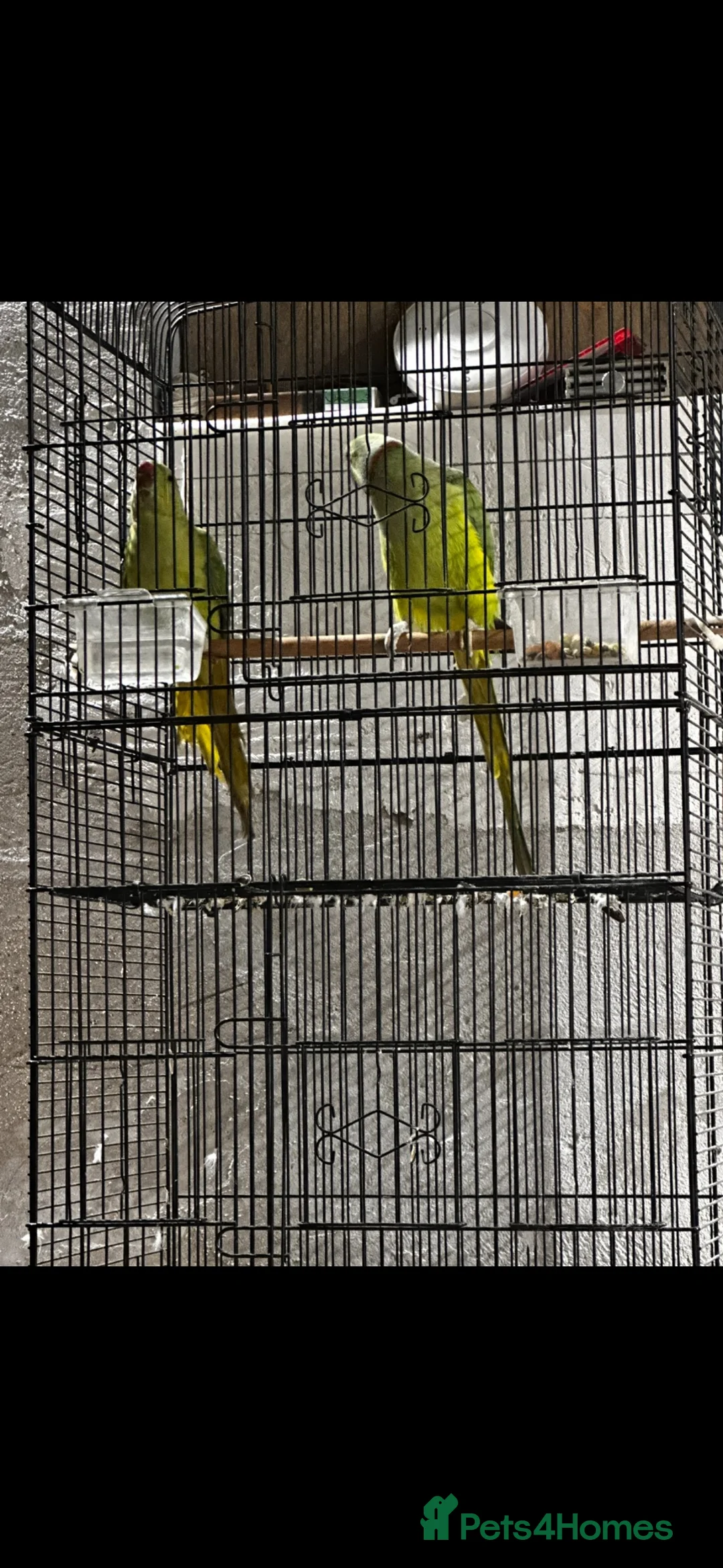 Ringnecks birds for sale: 2 Ringneck parrots 🦜  in Bristol - Advert 2