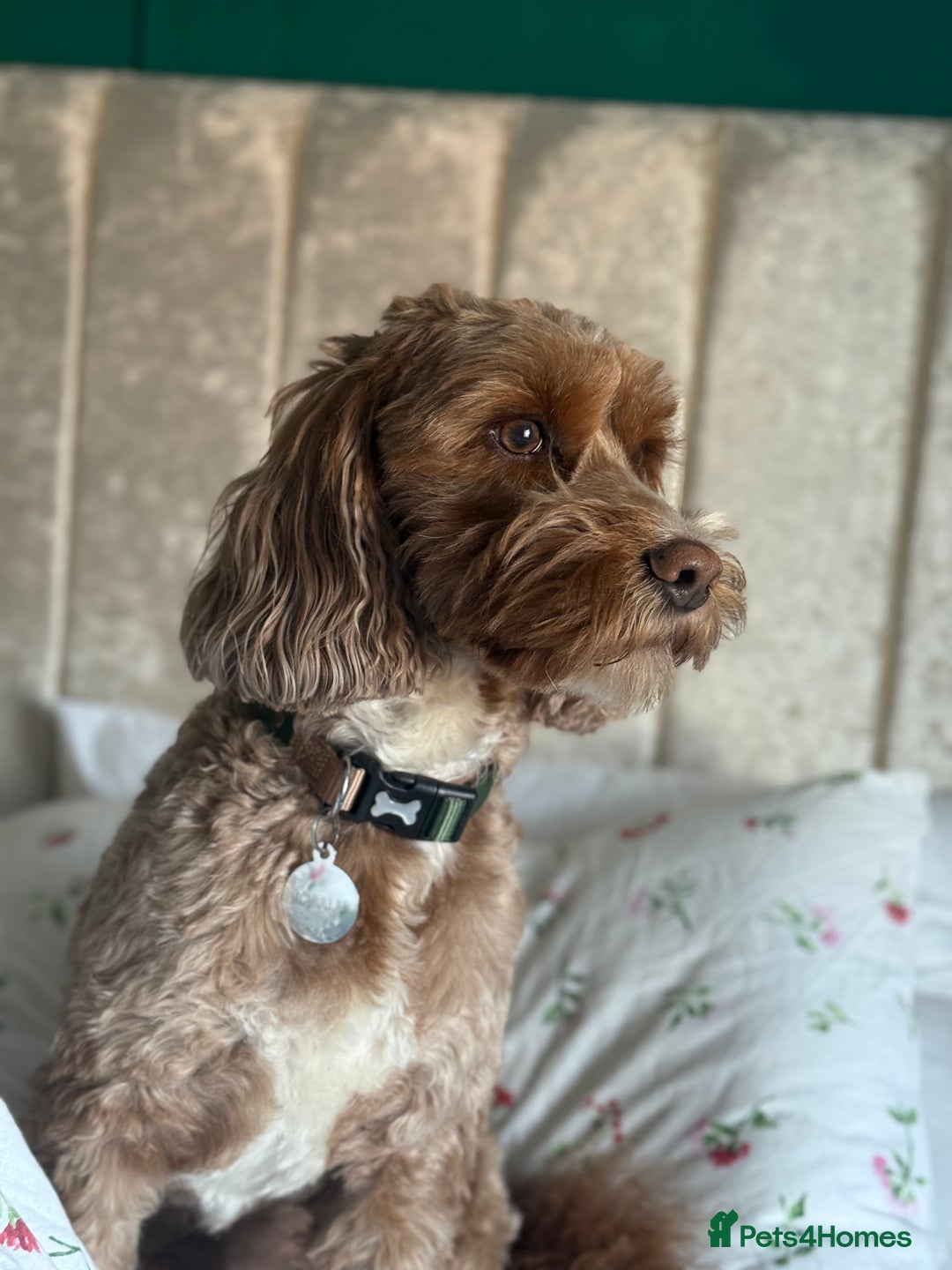 Cockapoo dogs for sale: Cockapoo - Image 1