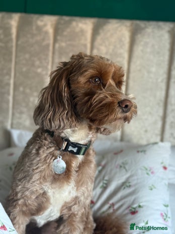 Cockapoo dogs - Advert 11