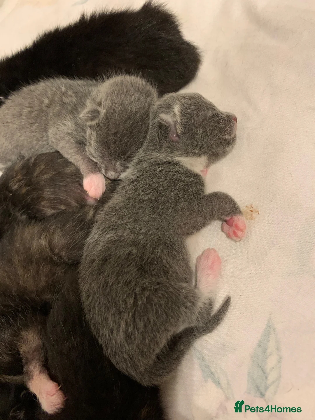 Mixed Breed cats for sale: Beautiful baby kittens 🐱  - Advert 2