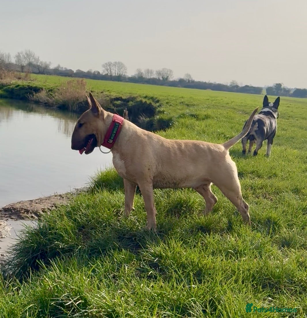 English Bull Terrier dogs 🐶 Waiting List Open – Due 3rd August 🐶 - Advert 1