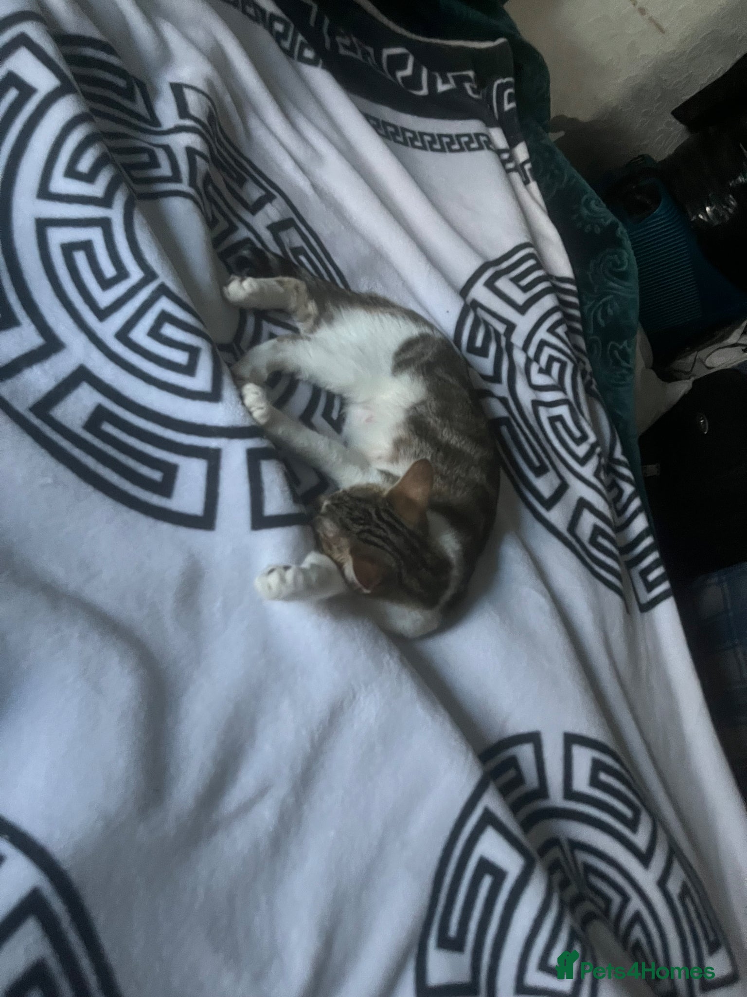 Aphrodite Giant cats Moose - Advert 5