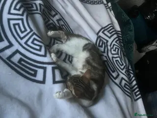 Aphrodite Giant cats Moose - Advert 5