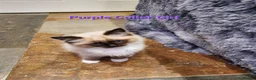 Ragdoll cats for sale: Stunning GCCF Registered Ragdoll Kittens. - Advert 12