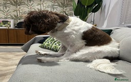 English Springer Spaniel dogs for sale: Darcy, Springer Spaniel. 7Yr needs new loving home - Image 6