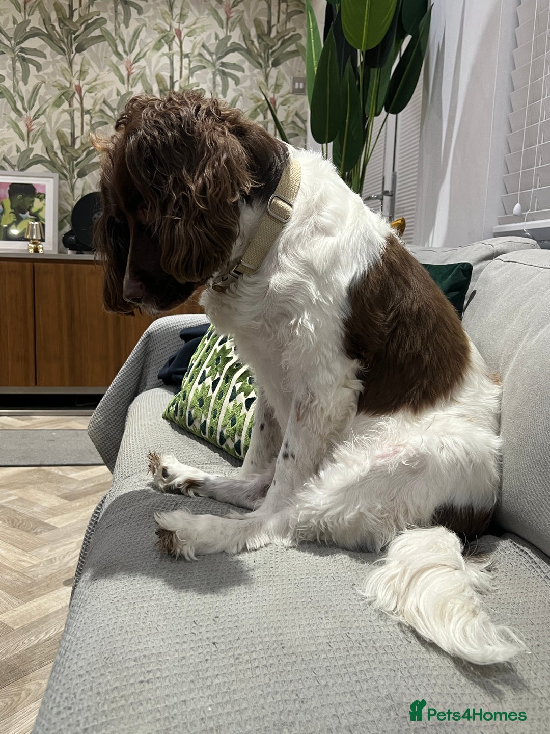 English Springer Spaniel dogs for sale: Darcy, Springer Spaniel. 7Yr needs new loving home - Image 6