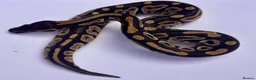 Python Snake reptiles for sale: Mojave ball python in Dorchester - Advert 1