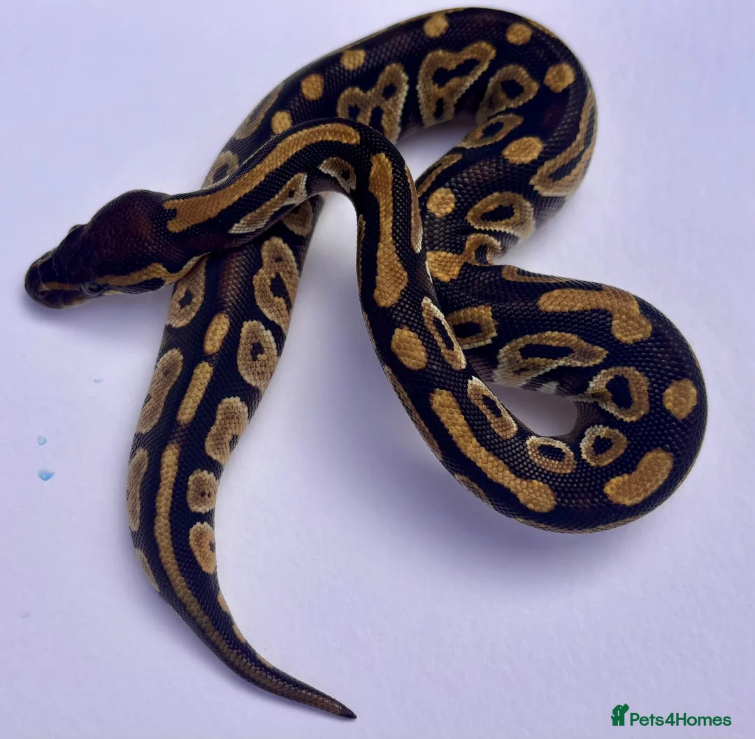 Python Snake reptiles for sale: Mojave ball python in Dorchester - Advert 1