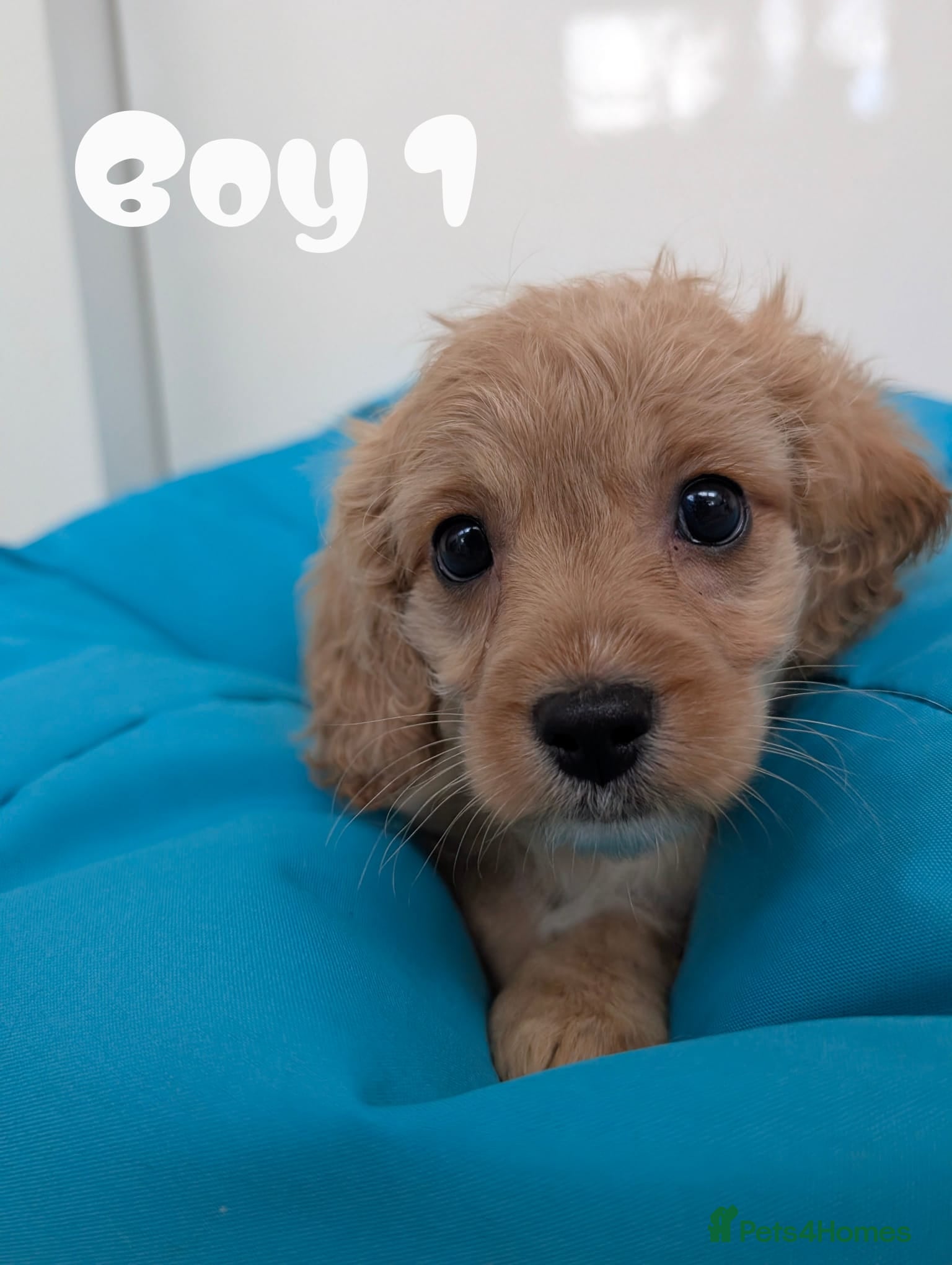 Cavapoo dogs READY TO LEAVE 🐕 CAVAPOO F1 Manchester  - Advert 11