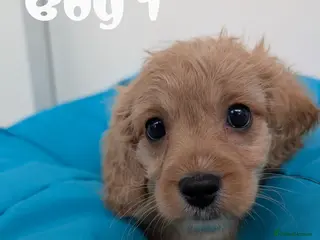 Cavapoo dogs READY TO LEAVE 🐕 CAVAPOO F1 Manchester - Advert 11