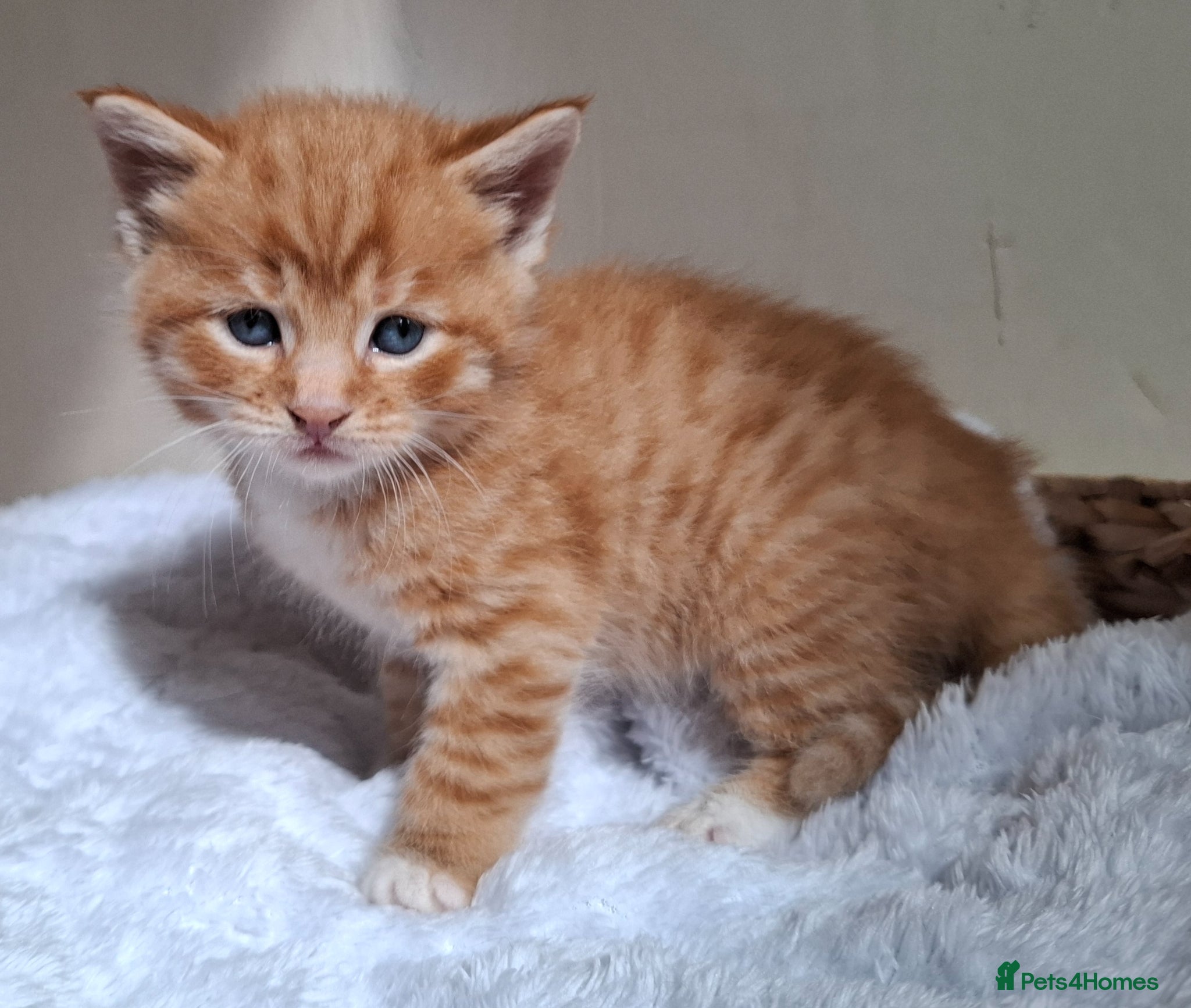 Mixed Breed cats 5 fluffy chunky main coon cross *2 LEFT AVAILABLE - Advert 11