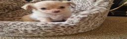 Chihuahua dogs for sale: Long coat Chihuahua puppies  - Advert 3