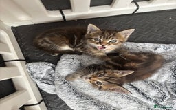 Maine Coon cats for sale: Beautiful Maine Coon Cross Kittens  - Image 34