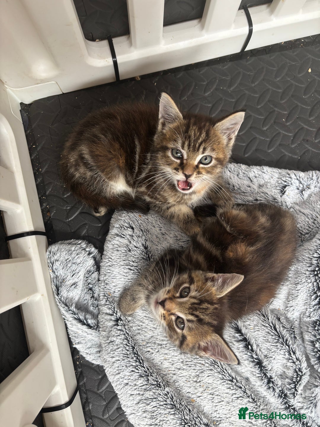 Maine Coon cats for sale: Beautiful Maine Coon Cross Kittens  - Image 34