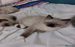 Ragdoll cats for sale: Beautiful adorable Ragdoll kittens.  - Image 8