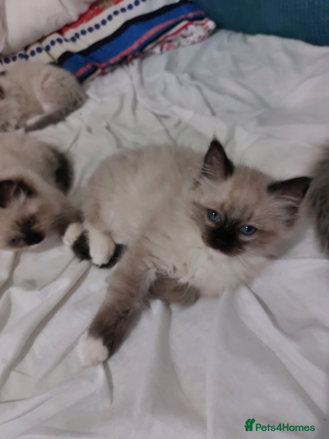 Ragdoll cats for sale: Beautiful adorable Ragdoll kittens.  - Image 8