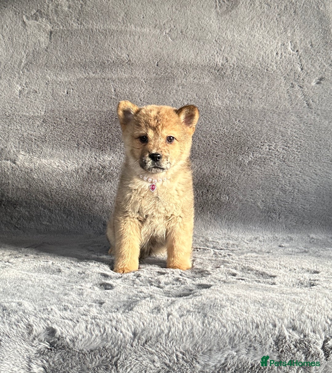 Siberian Husky dogs for sale: Stunning exotic colour chowsky puppies for sale  - Image 23