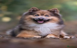 Pomsky dogs for stud: Gorgeous F2 Pomsky for stud - Advert 1