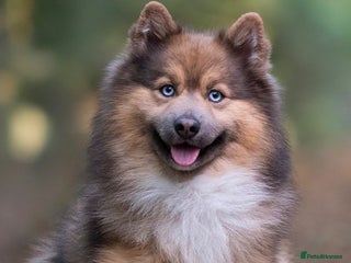 Pomsky dogs - Advert 2