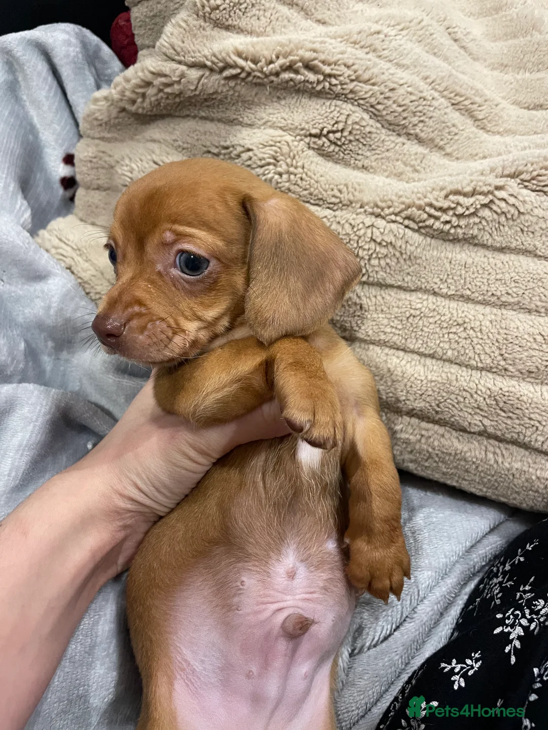 Chiweenie dogs for sale: Chiweenie puppies for sale - Advert 4
