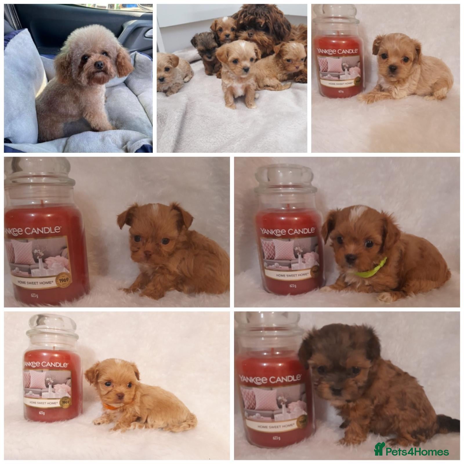 Maltipoo dogs for sale: Extensively DNA clear ASIAN maltipoo - Advert 1