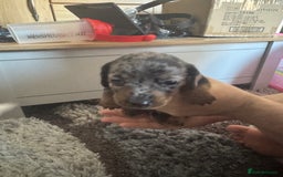 Mixed Breed dogs for sale: 4 Jack Russell cross Dachshund puppies - Image 14