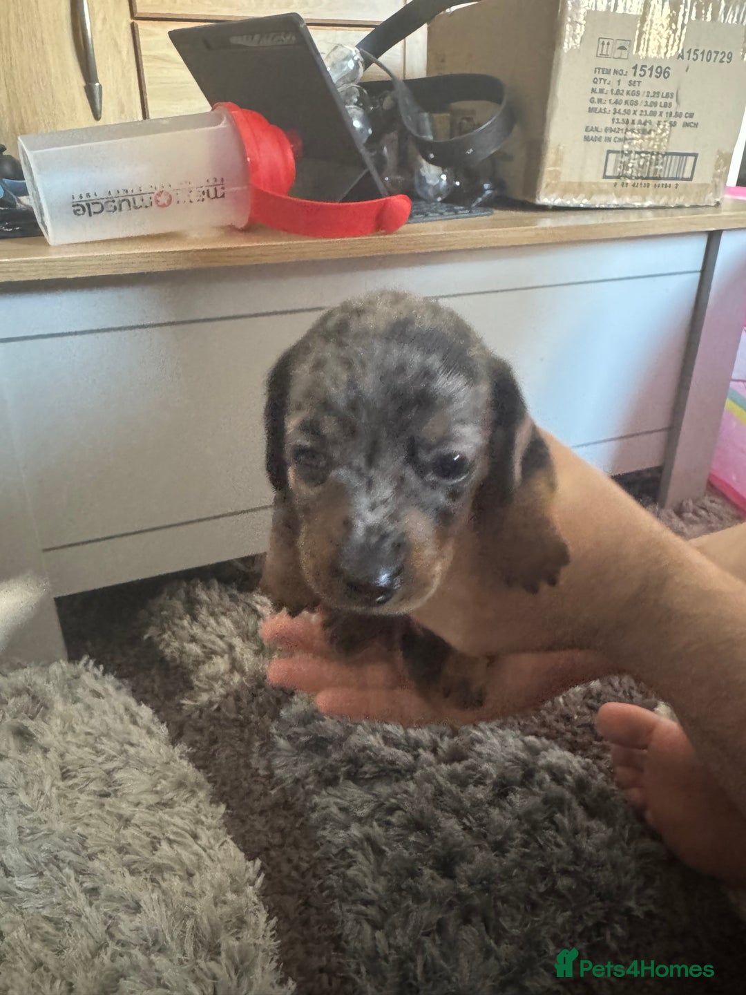 Mixed Breed dogs for sale: 4 Jack Russell cross Dachshund puppies - Image 14