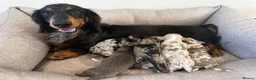 Miniature Dachshund dogs for sale: Beautiful Miniatures  in Edinburgh - Advert 1