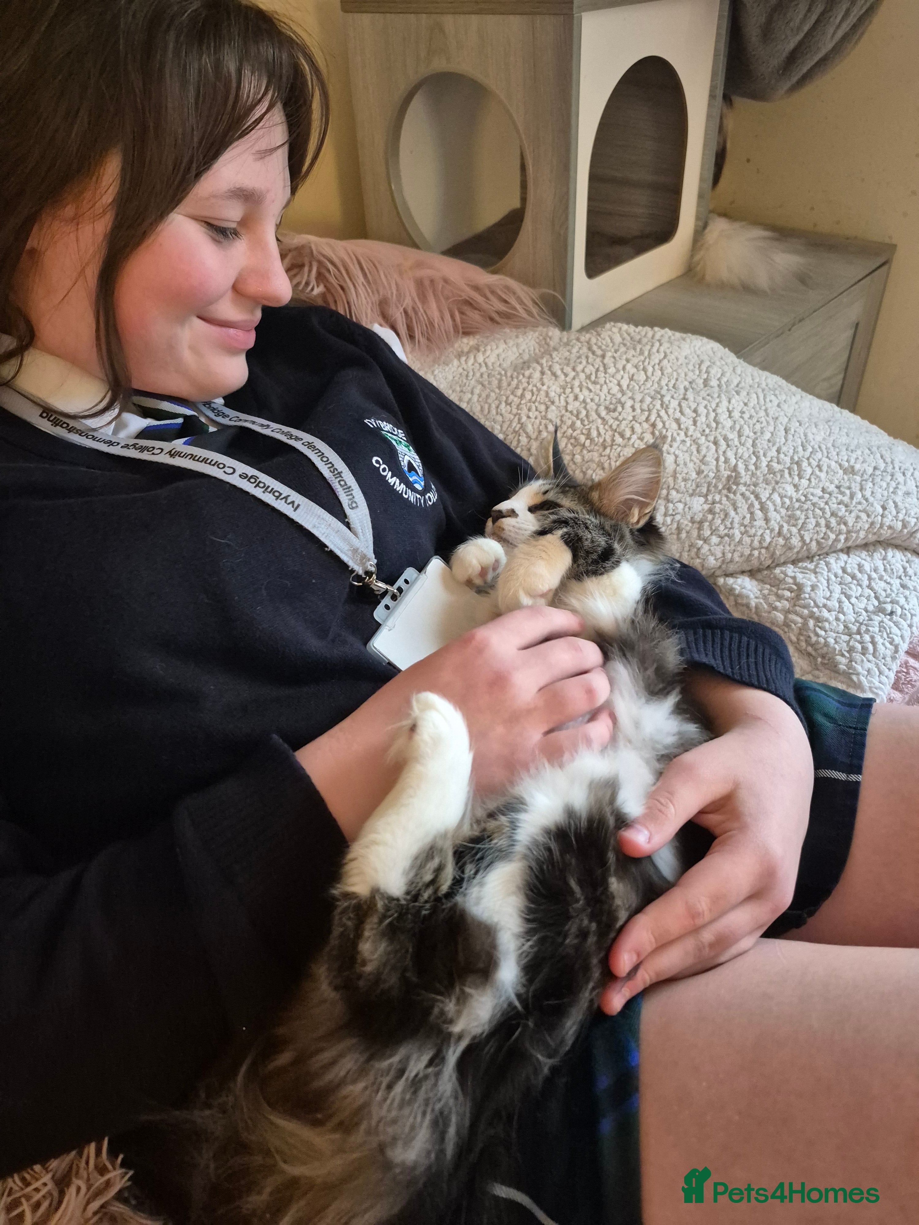 Maine Coon cats Maine Coon Floof - Advert 1