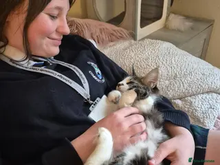 Maine Coon cats Maine Coon Floof - Advert 1