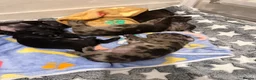Pug dogs for sale: Pug puppies  in Dumfries - Advert 4